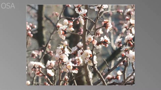 Абрикос ONLINE смотреть онлайн