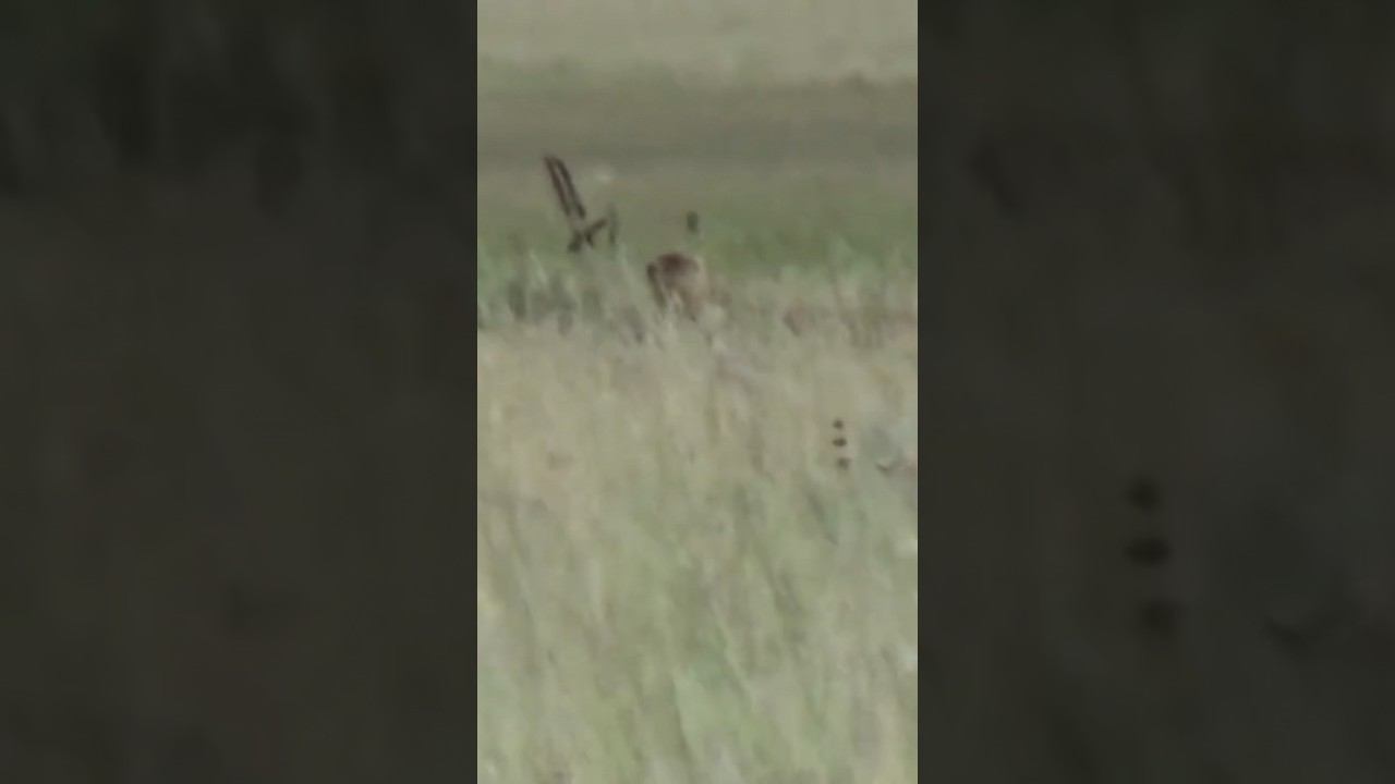 Выстрел по сурку на 150м #охотанасурка #охотаназайца #охота смотреть онлайн