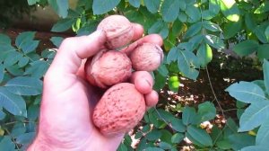 Грецкий орех Великан. Описание сеянца Великана.