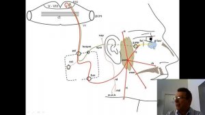 Лицевой нерв VII пара черепно мозговые нервы
