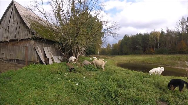 Деревенские будни. Осенний влог. смотреть онлайн