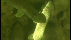 АТАКА ЩУКИ МОНСТРА НА ЩУКУ на рыбалке 2023 ВЫСТРЕЛ В ЩУКУ МОНСТРА ЩУКА АТАКУЕТ Как поймать ЩУКУ 202