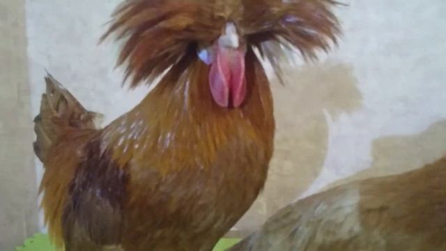 Голландская белохохлая жёлтая карлик. ЛПХ "ЗайКИ" Могилев Беларусь. смотреть онлайн