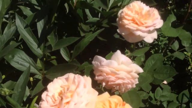 Роза Чиппендейл (Chippendale) селекции Tantau. Июнь 2017.