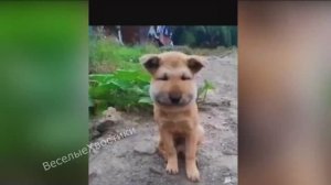 СМЕШНЫЕ ЖИВОТНЫЕ 2023 ЛУЧШИЕ ПРИКОЛЫ С КОТАМИ И CОБАКАМИ