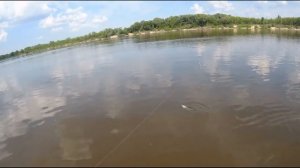 ЛОВЛЯ ЧЕХОНИ НА РЕЗИНКУ КАК ЛОВИТЬ ЧЕХОНЬ РЫБАЛКА НА ЧЕХОНЬ