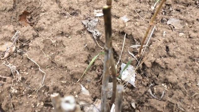 Гортензия 09.05.18 Посадка на постоянное место смотреть онлайн