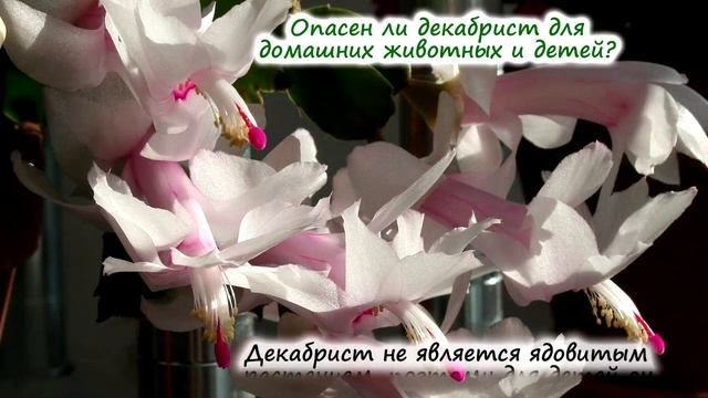 Декабрист – частые вопросы: как спасти декабрист, как делить, удобрять и поливать смотреть онлайн