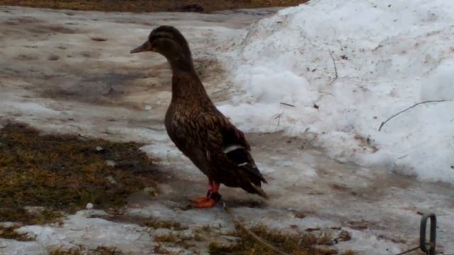 Работа подсадной утки осенний выводок 2016 смотреть онлайн