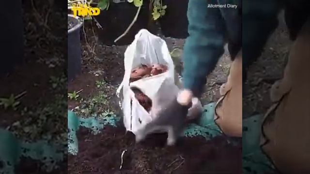 картошка в ведре смотреть онлайн