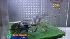 Жук геркулес против лобстера-Hercules beetle against lobster.