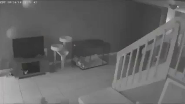 С нашими котами не скучно))) смотреть онлайн