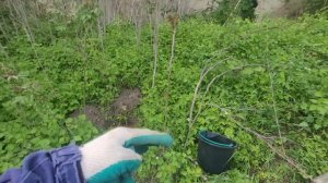 Глициния,посадка саженцев.