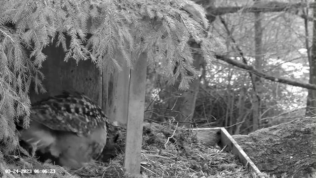 Clear View Of The Egg ? 03/24/23 06:04 смотреть онлайн