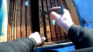 При какой температуре выставлять пчёл.