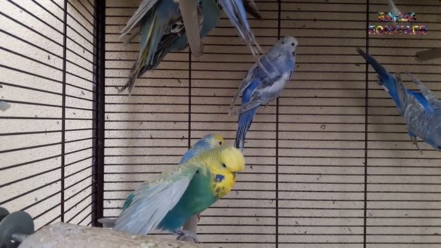 ? Учим попугая по имени Риччи говорить. Видеоурок 1: "Риччи хорошая птичка" смотреть онлайн