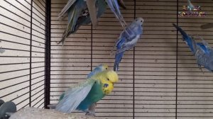 ? Учим попугая по имени Риччи говорить. Видеоурок 1: "Риччи хорошая птичка"