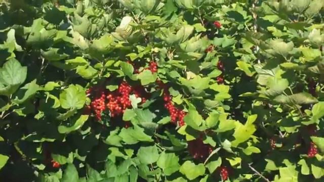 Фрамбоза из колхоза - третий фильм из серии "Первый раз в Голландском рассаднике всякой малины" смотреть онлайн