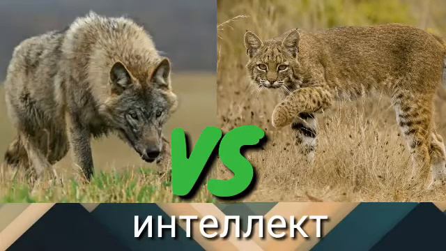 Степной волк VS рыжая рысь смотреть онлайн