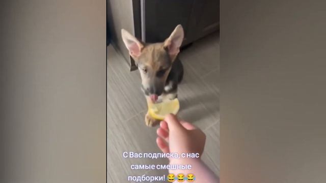 Лучшие приколы | смешное видео | животные смотреть онлайн