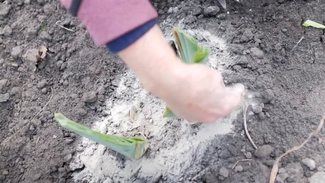 Ирисы обрезка осенью. Уход за ирисами осенью. смотреть онлайн