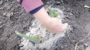 Ирисы обрезка осенью. Уход за ирисами осенью.