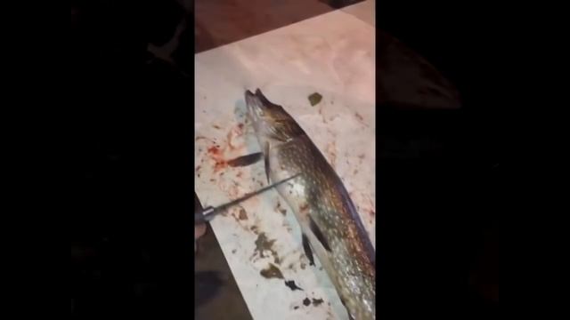 Поймали огромную щуку а в ней утка и не только Caught a huge pike and in it a duck and not only смотреть онлайн
