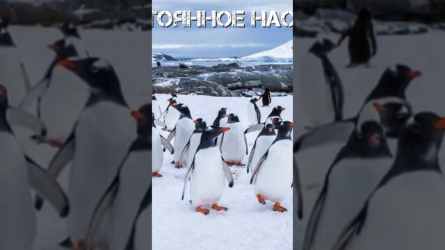 Антарктида без снега и льда смотреть онлайн