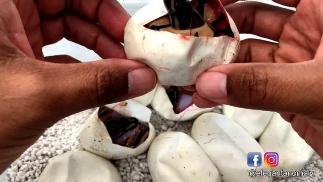 Orange Dream Pieds??? смотреть онлайн