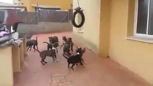 Yerçekimine Meydan Okuyan Pitbullar смотреть онлайн