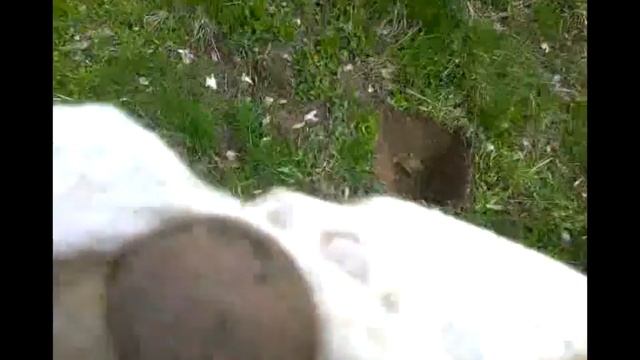 Коп!23 апреля 2016!Поиск с Garrett Ace 250!Ранние Советы!2 копейки 1924 года смотреть онлайн