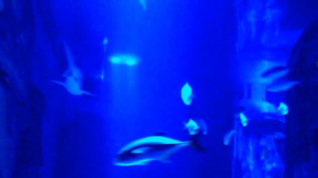 SEA LIFE London Aquarium.-Лондонский океанариум) 8 марта 2012.3gp смотреть онлайн