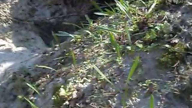 барсук , потеря одной собаки смотреть онлайн