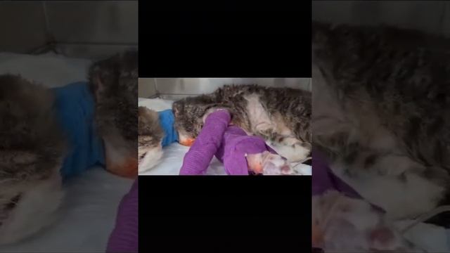 кот выпал с 7 этажа смотреть онлайн