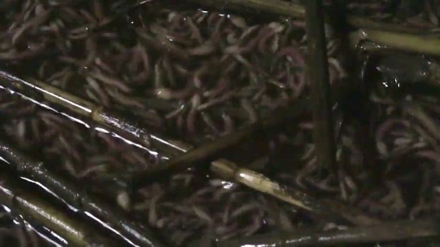 clam worms смотреть онлайн