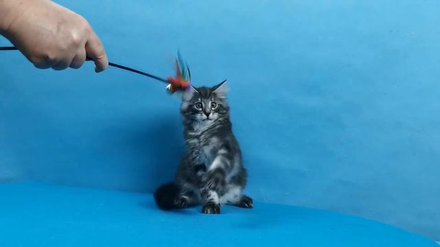 Котенок норвежской лесной кошки Gawain Viking Heritage*RU смотреть онлайн