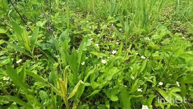 Вылазка в лес ?Где и как искать землянику. . .? смотреть онлайн