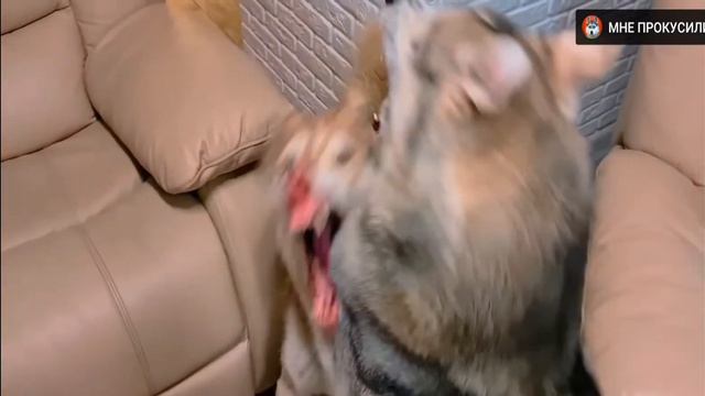 Режим волка смотреть онлайн