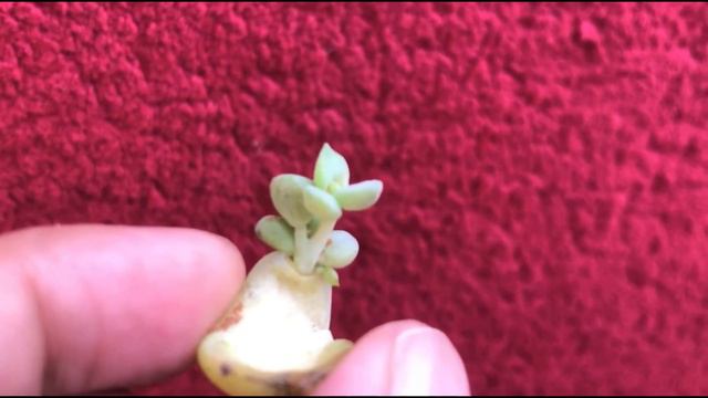 || WHY DOES THIS HAPPEN TO LEAF PROPAGATION || смотреть онлайн