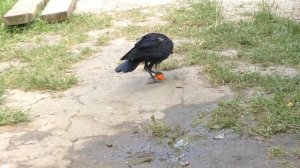 ДРУЖБА ЧЕРНОЙ ВОРОНЫ - птица и человек - ручная домашняя ворона