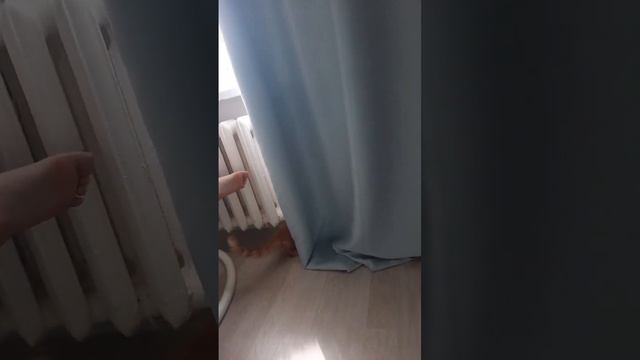 Мейн Кун ,нашей кошечке 4 месяца❤️ смотреть онлайн