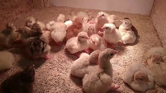 Здоровые цыплята, часть 9. Вылупление индюшат. Пособие для новичков. смотреть онлайн