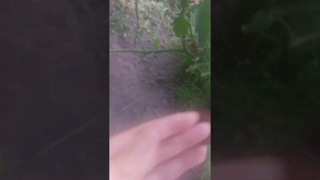 томат Блю Питтс советую смотреть онлайн