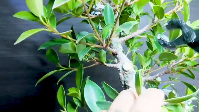 CORTAMOS 5 INJERTOS de FICUS RETUSA TIGERBARK!// WE CUT 5 GRAFTES from FICUS RETUSA TIGERBARK! смотреть онлайн