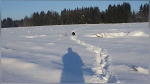 Охота на зайца с дратхаром по пороше. Как я это делаю.