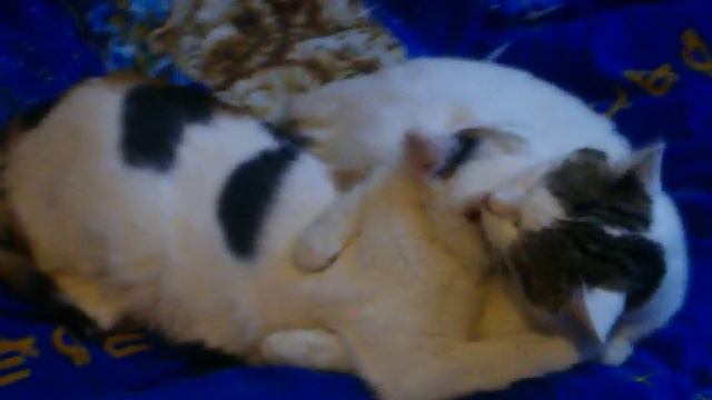 прикол, коты из суража, любовь котов. смотреть всем!!!!!!! смотреть онлайн