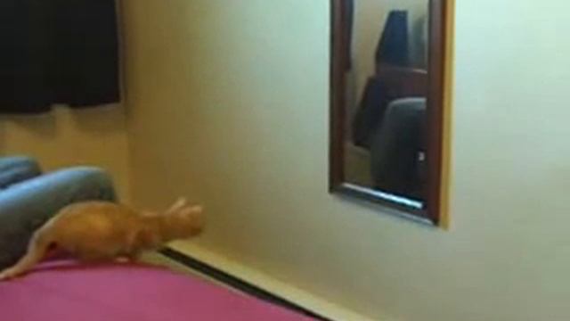 Кот прыгает в зеркало / cat jumps in mirror смотреть онлайн