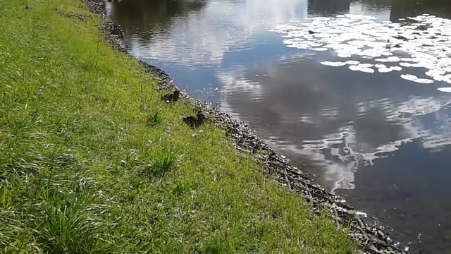 Утки плавают в пруду. смотреть онлайн