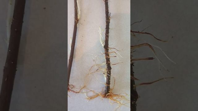 1. Черенки инжира! Зачем покупать саженцы? 100% укоренение черенков инжира. #инжир #черенки #fig смотреть онлайн