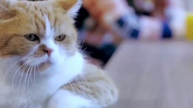 3 сентября грустный кот смотреть онлайн